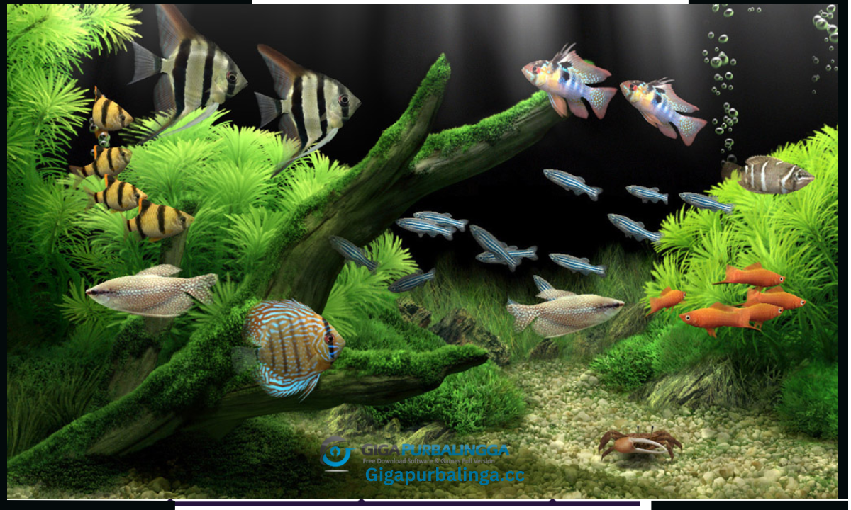 Dream Aquarium Screensaver Download